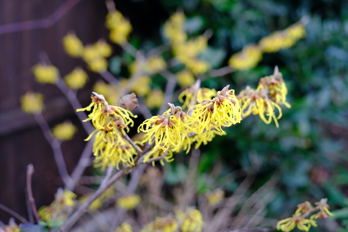 ian_hulf's tweet photo. Welcome to Saturday 12th
It’s a very unusual plant, That has a medicinal slant. With flowers before its leaves, It is the witch hazel if you please… © #Post504 #IansHandCraftedCards #ThreeRhymingBooks #Southend #FrontLineWorkersCare https://t.co/ebmmktrJCG