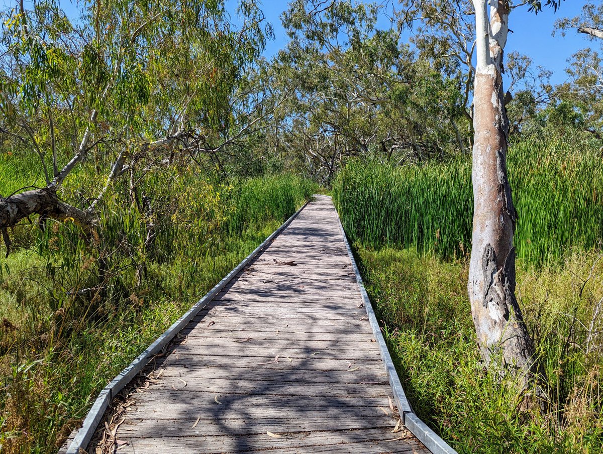 I drove two and a half hours today to check out the Burrima Wetlands and it was absolutely A+