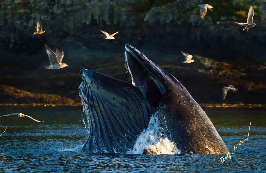 rolfhickerphoto's tweet photo. Wildlife from the northern Vancouver Island area and Knight Inlet, BC, Canada.

© @rolfhickerphoto 
https://t.co/ooialNpQrg
#orca #grizzlybear #humpbackwhale #seaotter #knightinlet #phototours #photography #vancouverisland #BeautifulBC #booknow #whatdoyouwanttoseetoday https://t.co/uJd48lRSRl