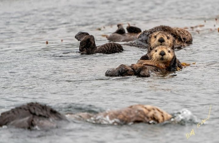 rolfhickerphoto's tweet photo. Wildlife from the northern Vancouver Island area and Knight Inlet, BC, Canada.

© @rolfhickerphoto 
https://t.co/ooialNpQrg
#orca #grizzlybear #humpbackwhale #seaotter #knightinlet #phototours #photography #vancouverisland #BeautifulBC #booknow #whatdoyouwanttoseetoday https://t.co/uJd48lRSRl