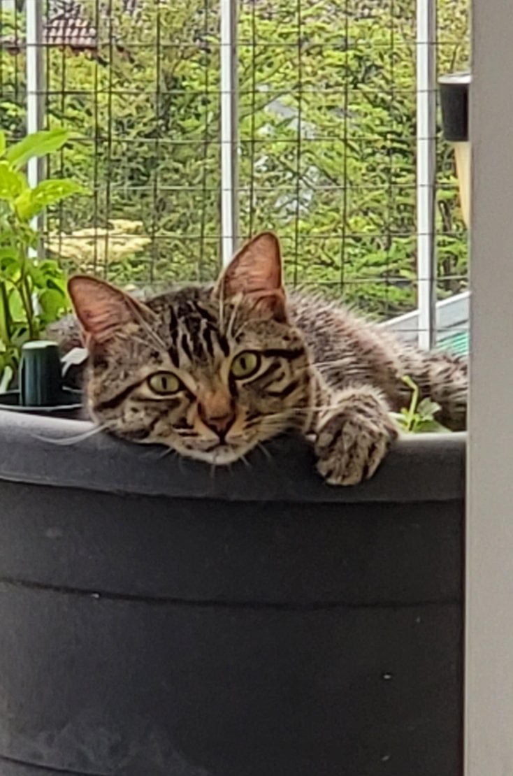SoMuchBSes's tweet photo. Lucky is looking for a new home! Abt 1yr 3mths old. Not neutered. I will pay for it. Independent but loving, petite sized, and adorable! I started a new job 2mths ago (long hours) &amp; its heartbreaking seeing my cats left alone with no human company. Vaccinated etc. Pls help RT! https://t.co/EyczUkdpd4