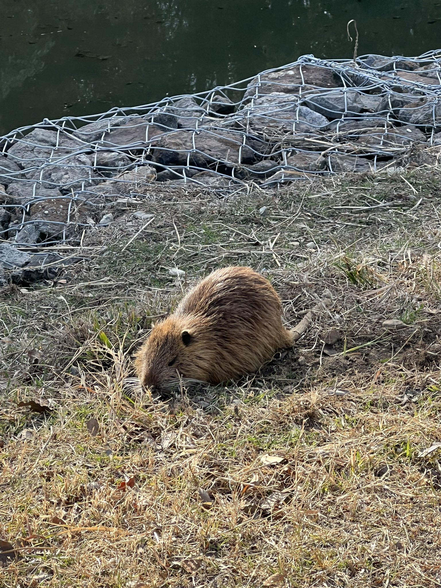 Waka お天気なので散歩中 ヌートリアを複数見かけました 地面が穴ぼこだらけ 沢山いるようです 巨大なネズミのような動物 戦時中に南米から毛皮目的で輸入 西日本で野生化して繁殖 T Co Lo1ndkjkw5 Twitter