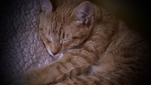 Jorts (and Jean) tweet media