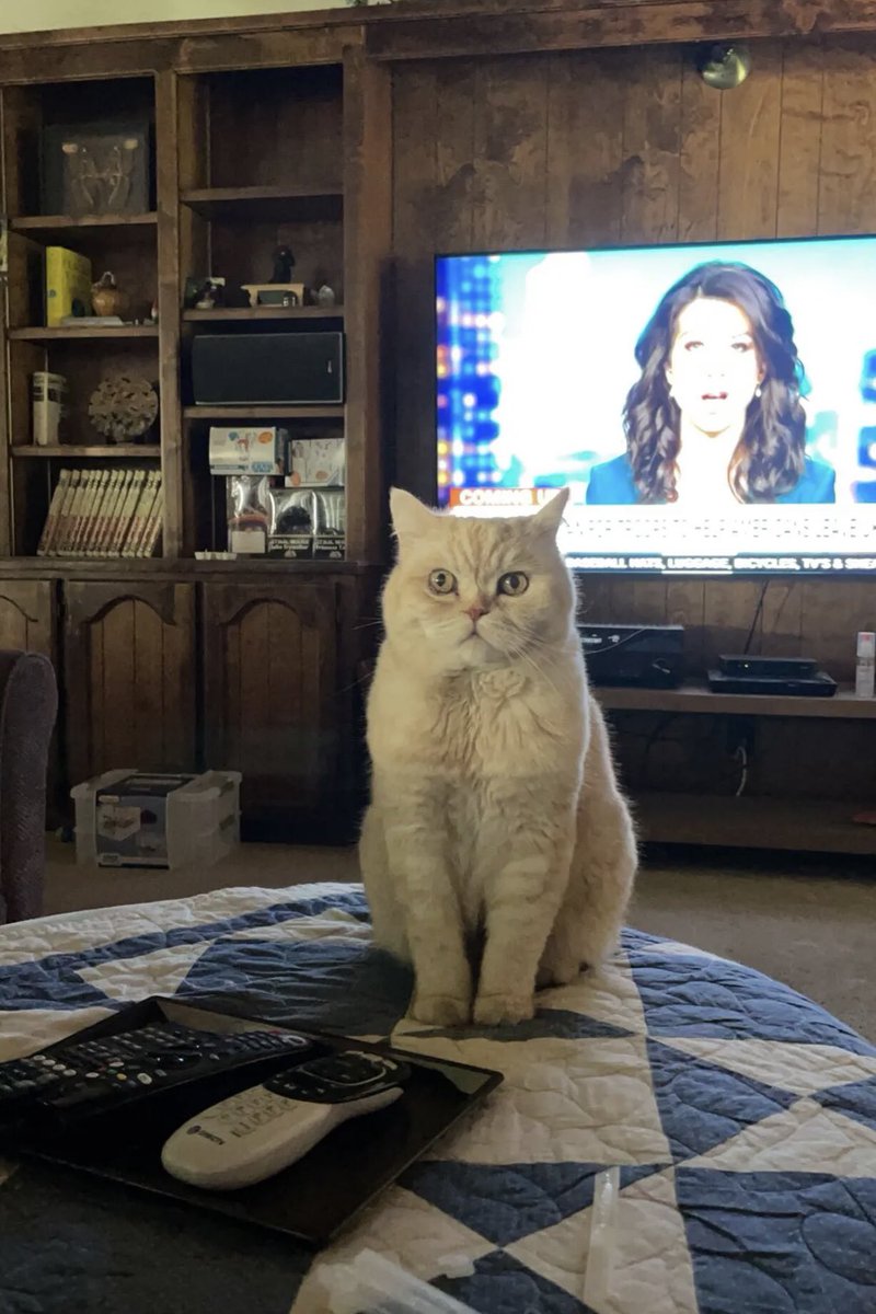 anakin_cat's tweet photo. 👁👄👁 https://t.co/6Hp5bmCJrz