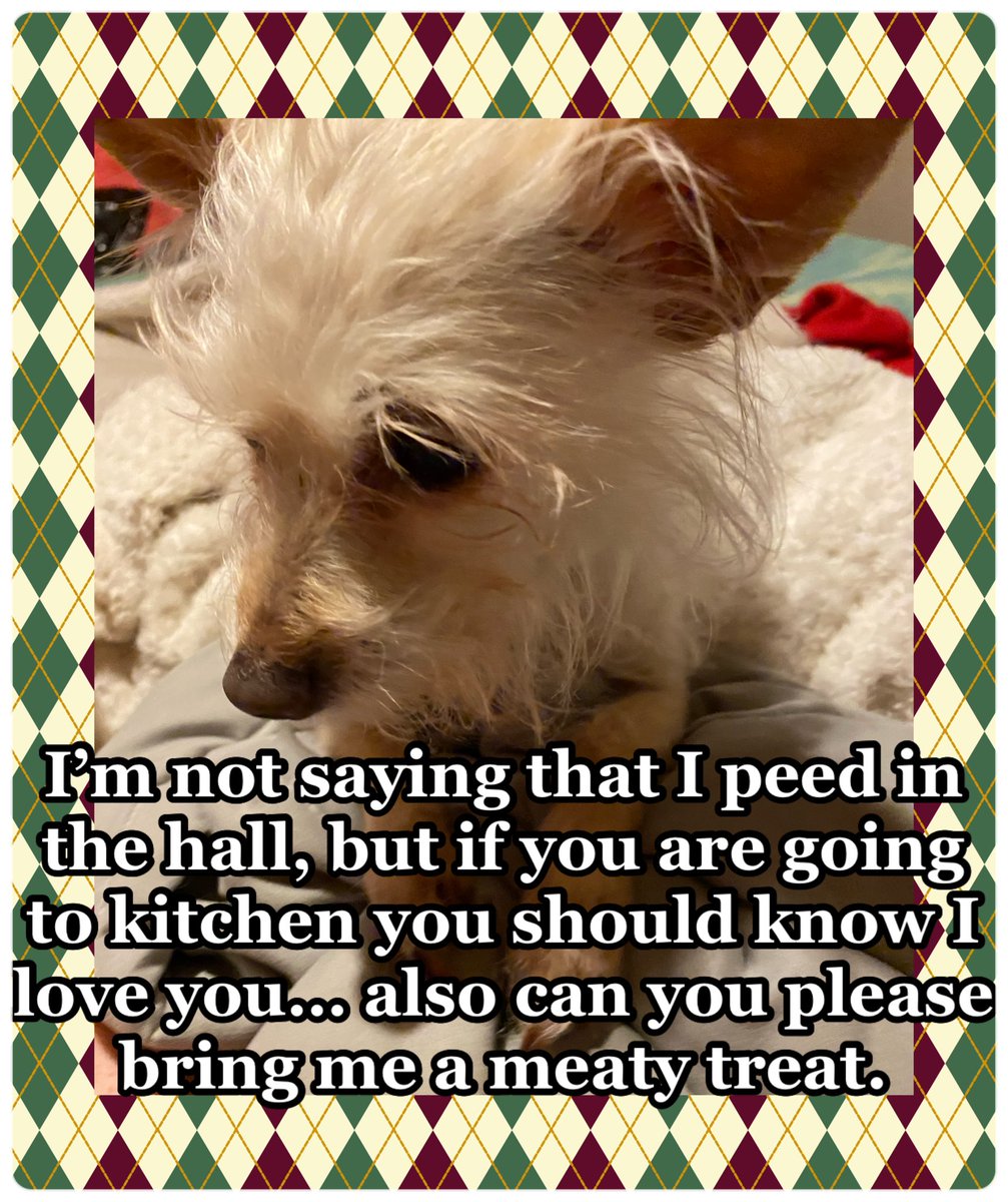 TinkWonderMut's tweet photo. Perhaps someone spilled something in the hall… I blame the neighbor cat. You know that bastard has it in for me. #doggy #dogs #doglife #dogsofinstagram #dogs_of_instagram #dogsofig #dog #doggie #doglover #doglove #doglovers #dogwalk  #funnymemes #funny #funnyshit #pet #pets https://t.co/t6RdTE9XGg