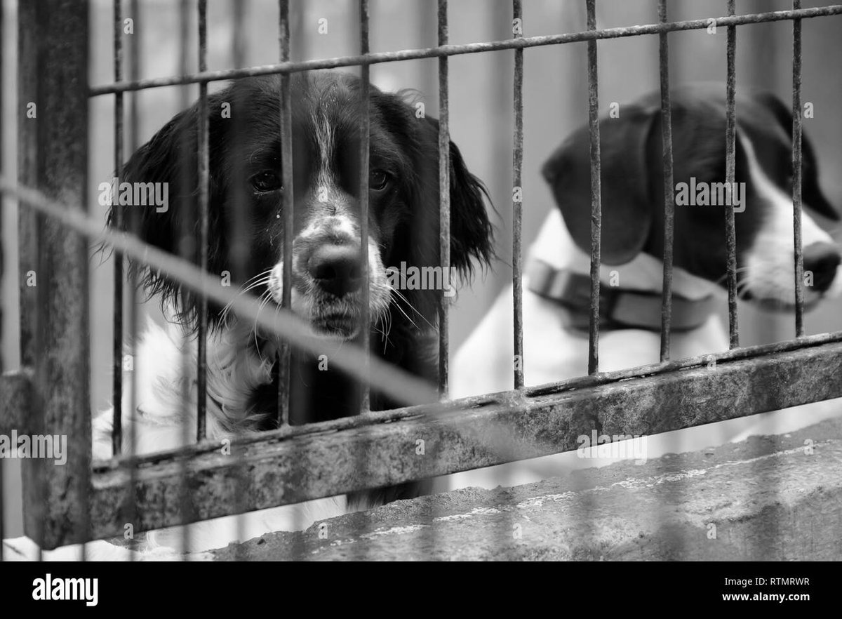 DIA 267‼️
Esperant resposta de la consellera responsable
<a href="/TeresaJorda/">Teresa Jordà</a> 
Que penses fer per acabar amb el maltractament animal??
Dimiteix ja, noia