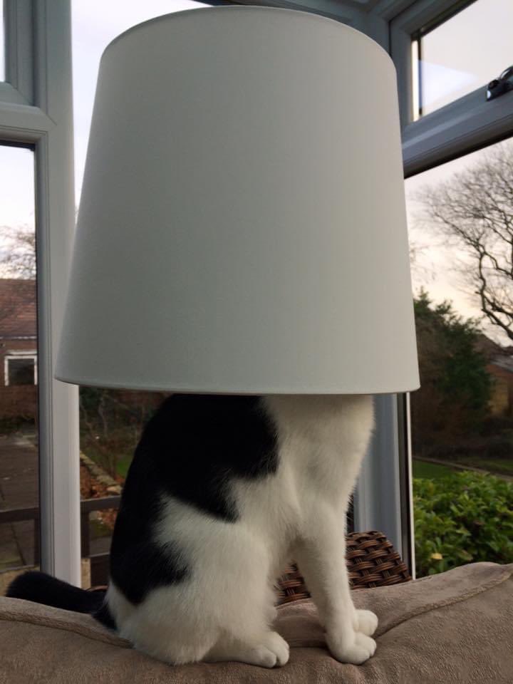 pennysprout's tweet photo. @SusanCalman #CatOfTheDay Kevin not the brightest ! https://t.co/kJKlNfI3iM
