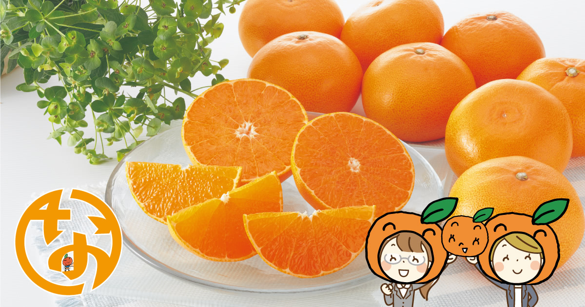 naniwa_fund's tweet photo. ／
なにわファンド内藤の
初Twitterプレゼントキャンペーン
＼

【商品】
のま果樹園さんのみかん「せとか」2kg
5名様に！

【応募方法】
①このアカウント@naniwa_fundをフォロー
↓
②このツイートをRT
↓
↓#なにわみかんファンド でツイート
↓　当選確率2倍
↓
③完了

〆切は2/20（日）23：59 https://t.co/F2Y5FUSr1H