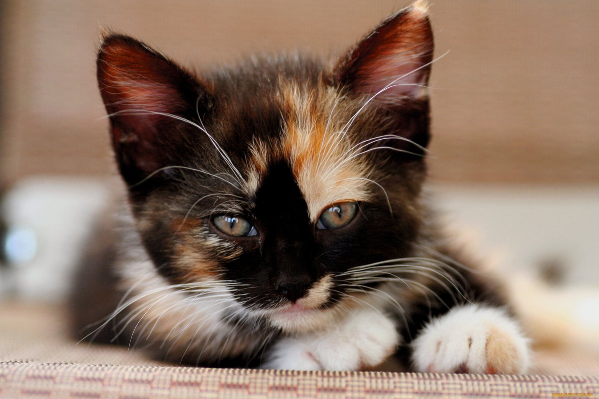 Amanda Pino (@amandap64574322) on Twitter photo 