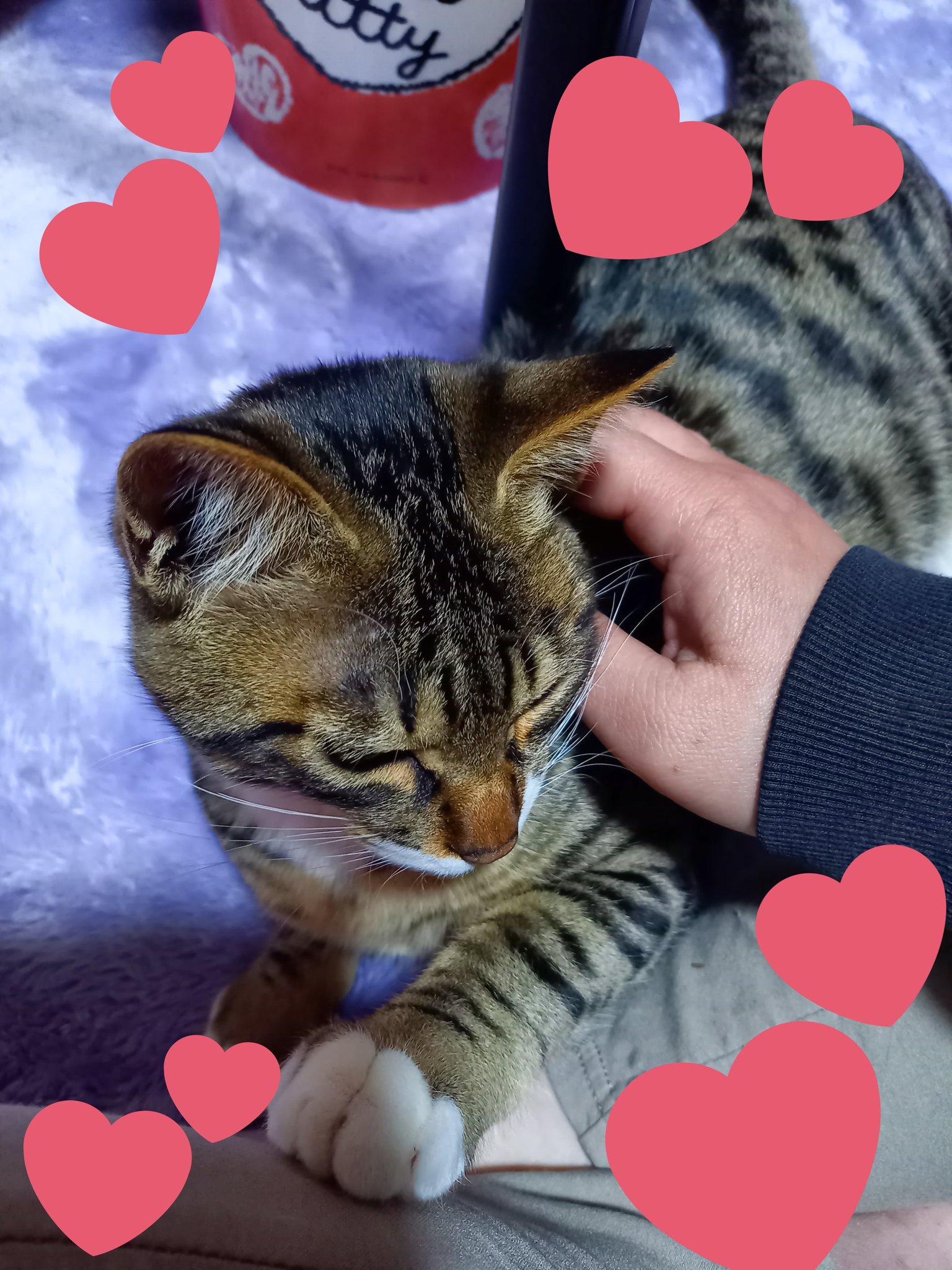 猫甘える Twitter Search Twitter