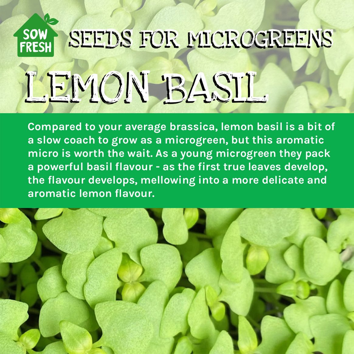 SowFreshUK's tweet photo. @FoodYearRound Letter of the today is L and a quirky entry from us would be the gorgeous garnish of Lemon Basil microgreens 🍋🌿 Tried it?
#Feb4FabFood #microgreens #Foodies #lemon #basil https://t.co/X6pCjBOTzd