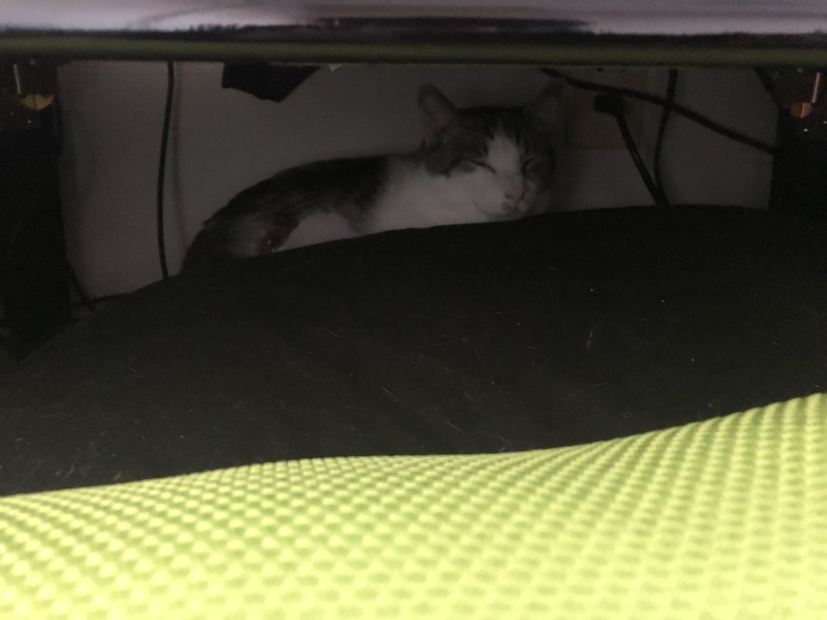 CHERRY864's tweet photo. #おーあみ避難所
#多頭飼い飼育崩壊 #保護猫
#猫がいる暮らし #猫がいる幸せ
#トライアル初日
うちに来てから3時間以上机の下に立て籠もり中😅
しぃちゃん　2～3歳の♂️おとこのこ
今日からよろしくね😺 https://t.co/05Gz0X7Ac1