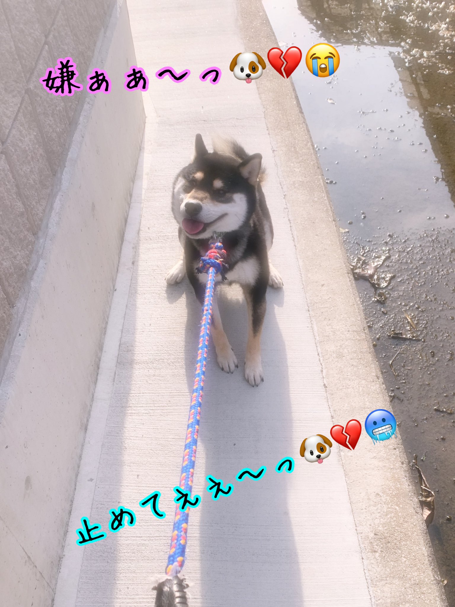 黒柴のひじき 嫌やしっ 無理やし 黒柴のひじき 柴犬 黒柴 日本犬 Shiba Shibainu かわいい 大好き 癒し 大切な家族 小さな幸せ 柴犬のいる暮らし 犬好きさんと繋がりたい 今日も1日お疲れ様でした お散歩 進歩しない 踏ん張る 嫌