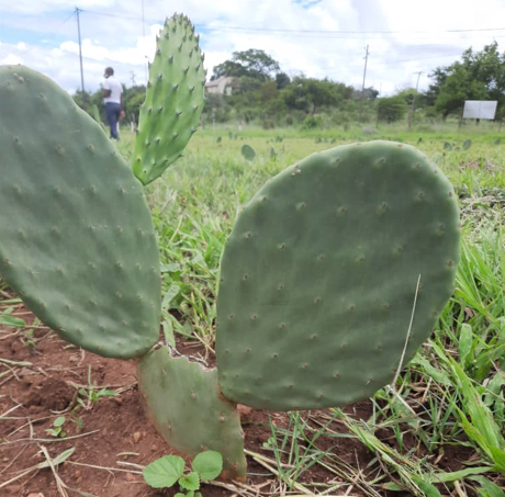 apt_zimbabwe's tweet photo. @ZRBFZIM #MELANA in partnership with Matopos Research Institute #MRI are delighted to next week host Prof. HO de Waal from the University of the Free State who will be sharing theoretical and practical knowledge on the use of spineless #cactus for livestock &amp;human consumption https://t.co/nKix4gBYEn