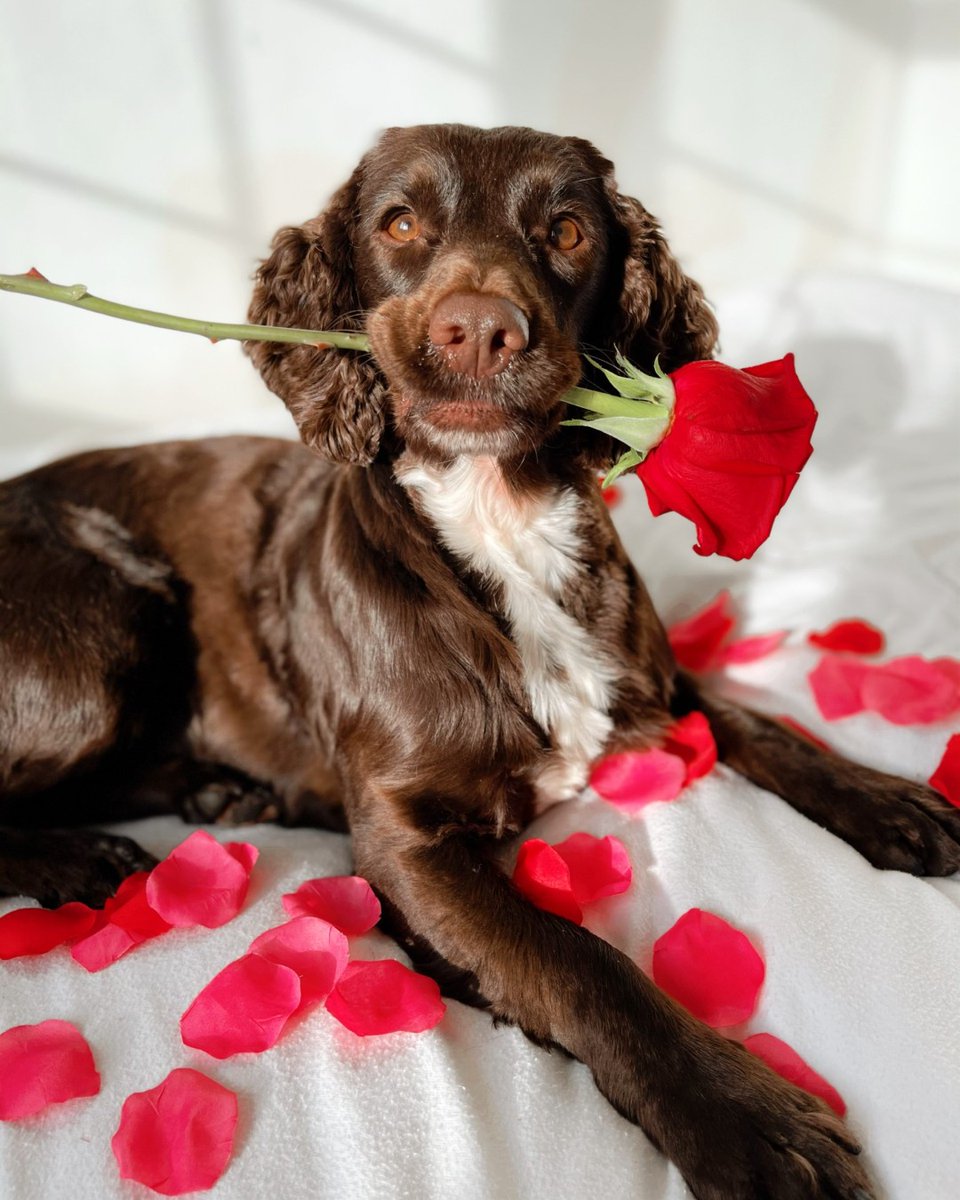 Forthglade's tweet photo. The look of love 🥰
#MyForthgladeValentine 💕🐾
📸: thesprockerbailey (IG) Forthglade Ambassadog* 🐶
#ValentinesDogs #DogsOfTwitter #Forthglade https://t.co/voJvuOqt6F