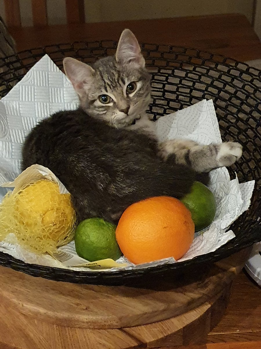 dineanywhere's tweet photo. I think she looks healthy enough. No fruit hurt in the making of this.
#caterday #CatsOfTwitter 
#kittensoftwitter https://t.co/JnT3tNHHIq