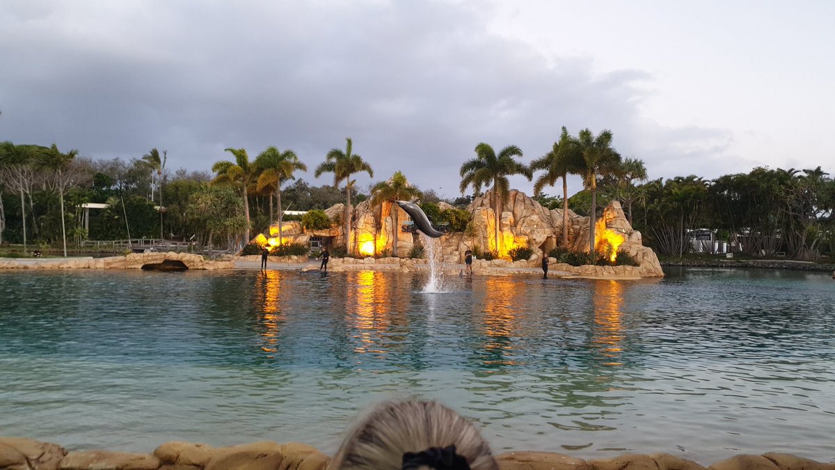 Dolphin show at <a href="/SeaWorld/">SeaWorld</a> What an experience!