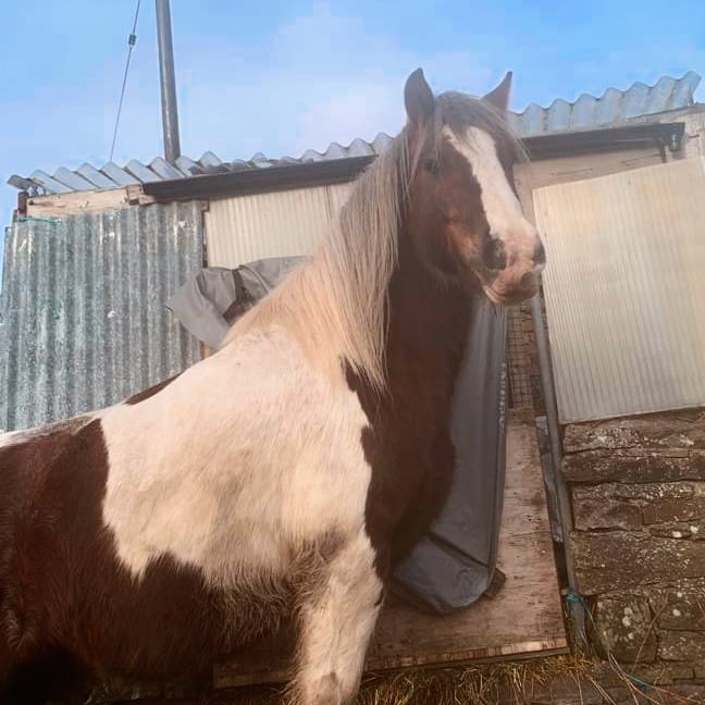 re__animate's tweet photo. Amigo decided the sheep and goats are to be grounded for stealing goodies out of the welfare unit (and not sharing with him), he will stay on guard for the duration of the grounding unless it's dinnertime as that obviously takes precedence! 🤣😂 
#animallovers #stirling #charity https://t.co/Fj7ZksPPfH