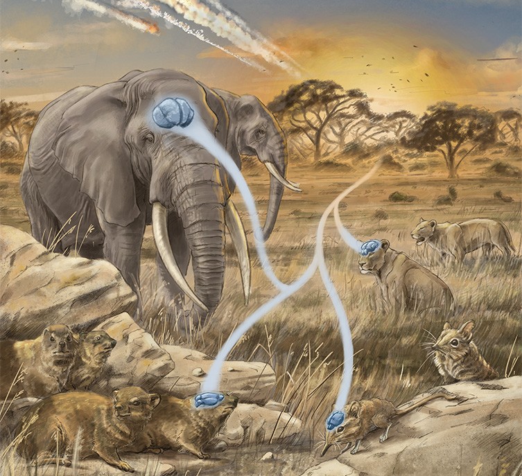 In the Descent of Man (1871) Darwin speculated on the evolution of the human brain in comparison with other animals. In April, a team of researchers published new findings to challenges the notion that cognition is the primary driver of brain size evolution in mammals.