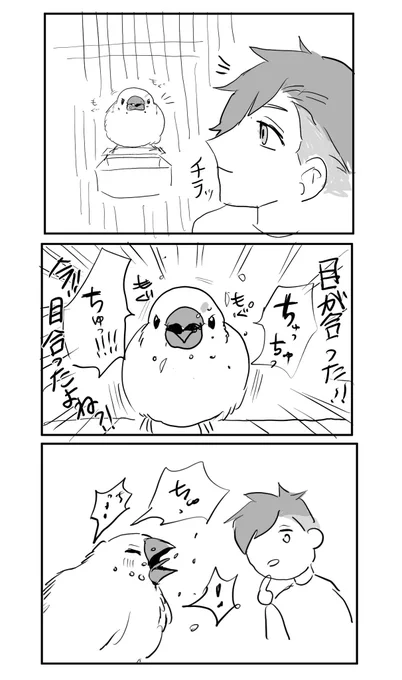 食事中でも何かを必死に伝えようとしてくる文鳥 #文鳥 