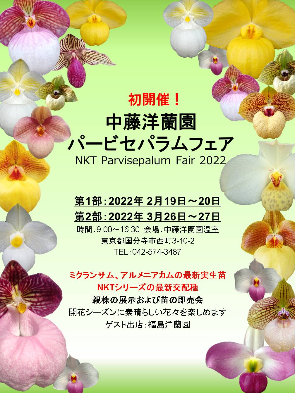 Pure Waterオーキッド 中藤洋蘭園のパービセパラムフェア 準備が着々と進んでおります 秘蔵株や最新実生苗がズラリと並びます 素晴らしいパービ系パフィオが見られる至福の空間ですね 花を見に行くだけでも楽しいです 第一部は2月19 日 土 日