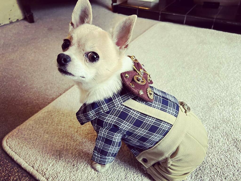 kevsmac's tweet photo. It’s Steampunk Weekend in Whitby. Going to see some amazing contraptions and outfits today… here’s Archie in his outfit for the day. #steampunk #whitbysteampunkweekend #whitby #robots #robotics #robot https://t.co/zioHKXH4Ip https://t.co/DlPrIGezM0
