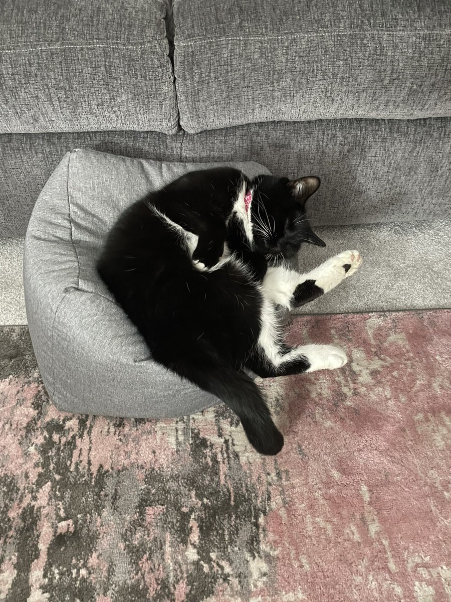 14rodders's tweet photo. Happy Felinetine day! 🥰 Aprilkitty #FelinetinePHOTOChallenge https://t.co/tpMR26it9W