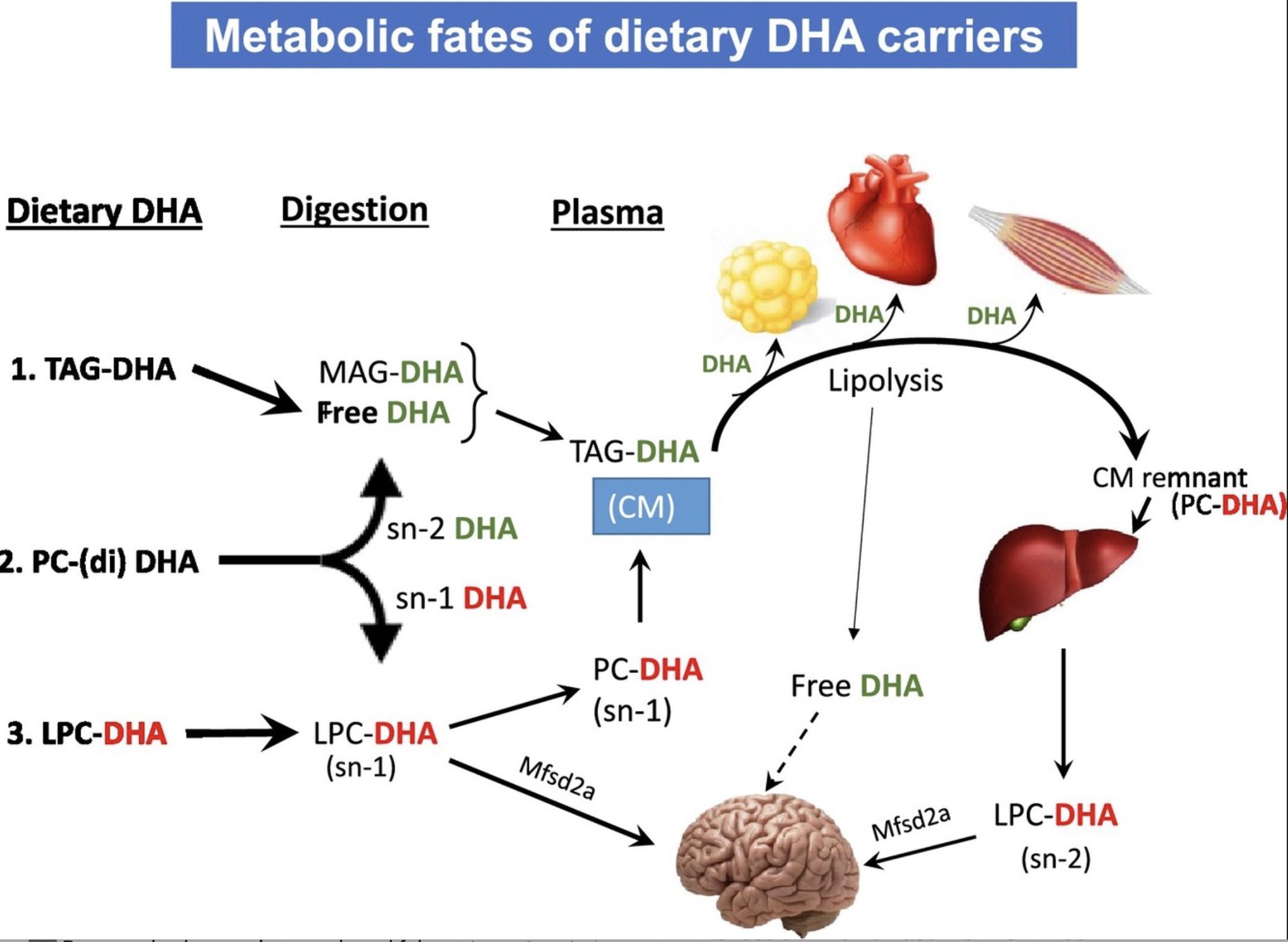 David Sinclair on Twitter "Ingestion of omega3s raises NAD+ levels in
