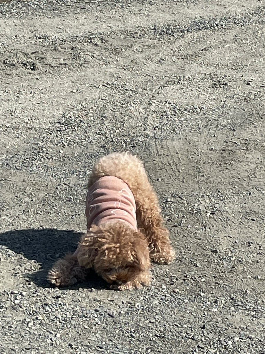 P_yntm's tweet photo. シャチホコ犬 https://t.co/dPITryZrGZ