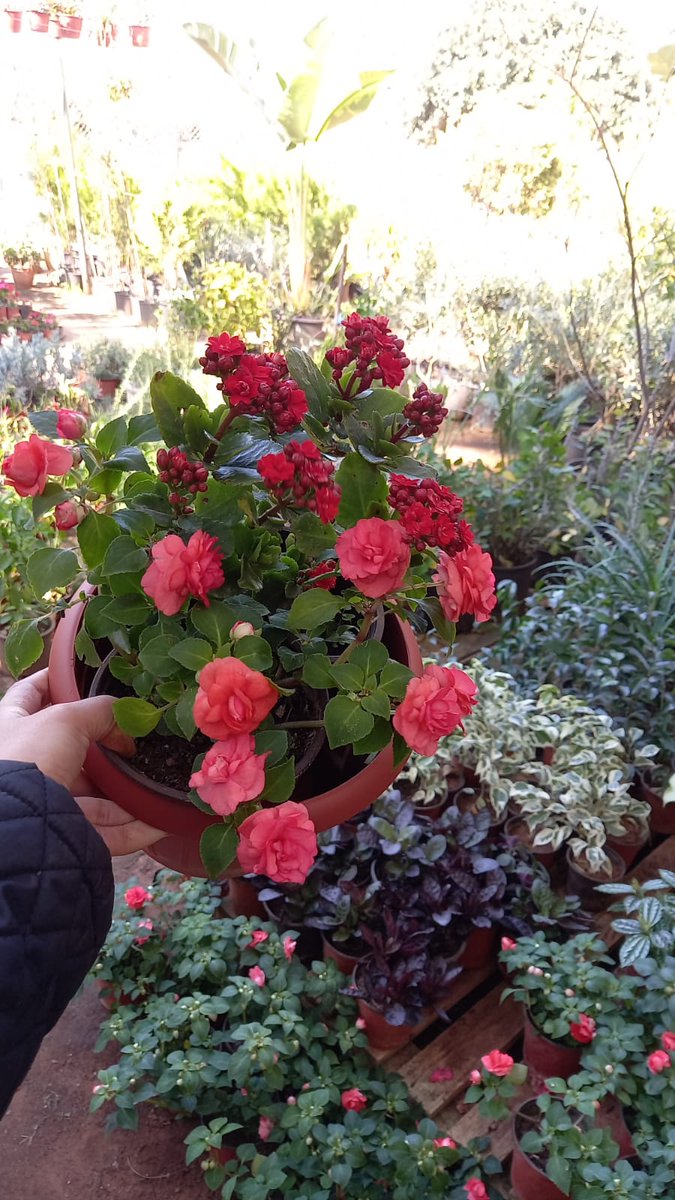 jardinboulevard's tweet image. It's #ValentinesDay and we are ready. 

Visit our showroom in #Zalka 

You can get a small gesture of nice plant for as low as 15.000 LL. 

Go green 🌺🌹🌳🌷🌲
Say no for bears 🐻🧸🐻🧸