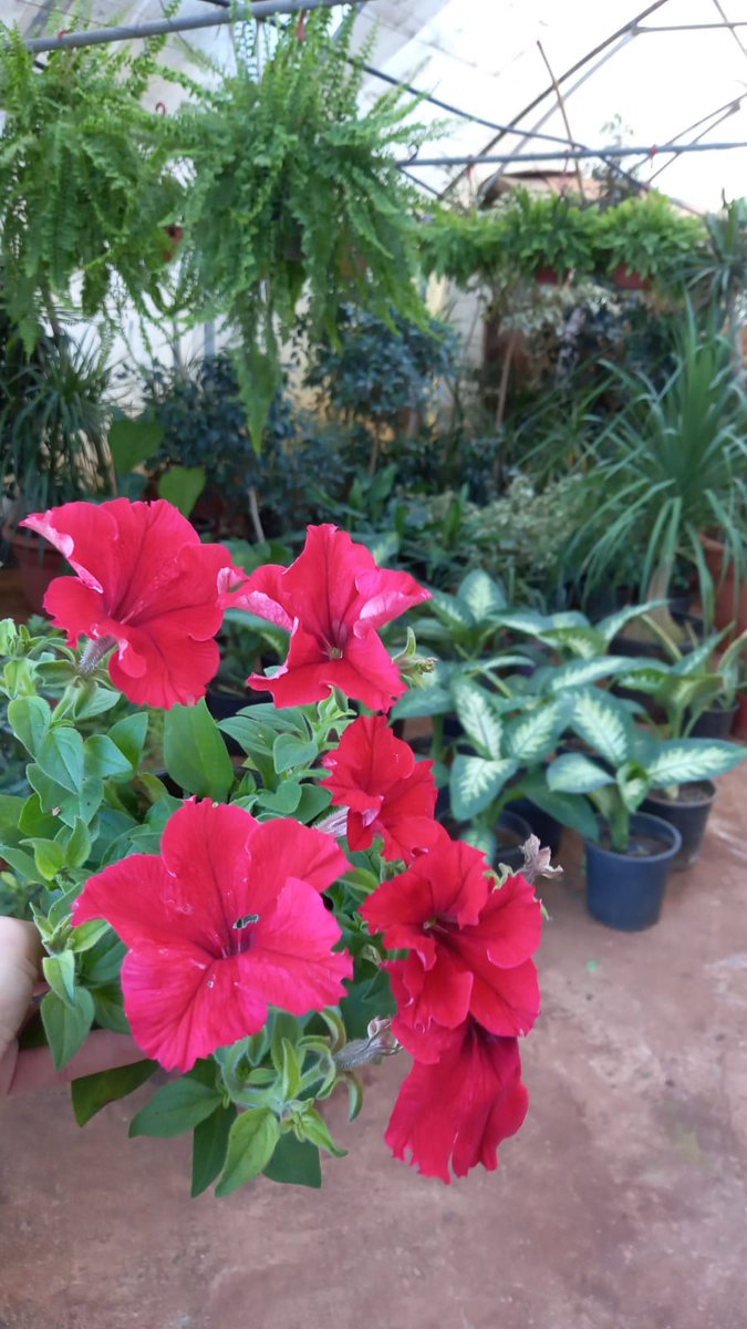 jardinboulevard's tweet image. It's #ValentinesDay and we are ready. 

Visit our showroom in #Zalka 

You can get a small gesture of nice plant for as low as 15.000 LL. 

Go green 🌺🌹🌳🌷🌲
Say no for bears 🐻🧸🐻🧸