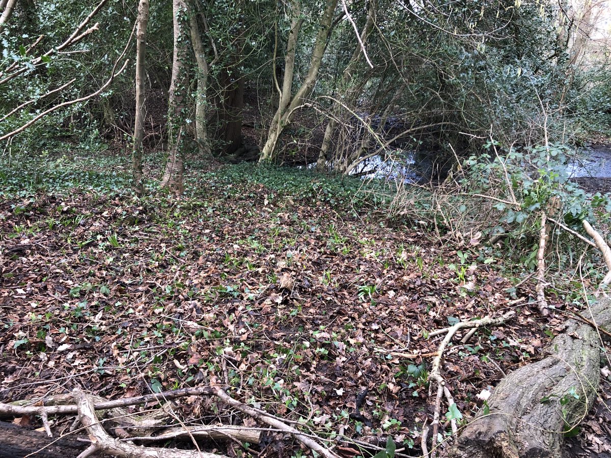 high_broom's tweet photo. Curating a new bluebell area at today’s conservation morning ready for May! While you wait for them to bloom why not come and check out the snow drops?⁦@idverde_Bromley⁩ ⁦@NatureLark⁩ ⁦@WildLondon⁩ ⁦@KateSLangford⁩ ⁦@sezel77⁩ ⁦@WoodlandTrust⁩ https://t.co/RqmrDJNtQG