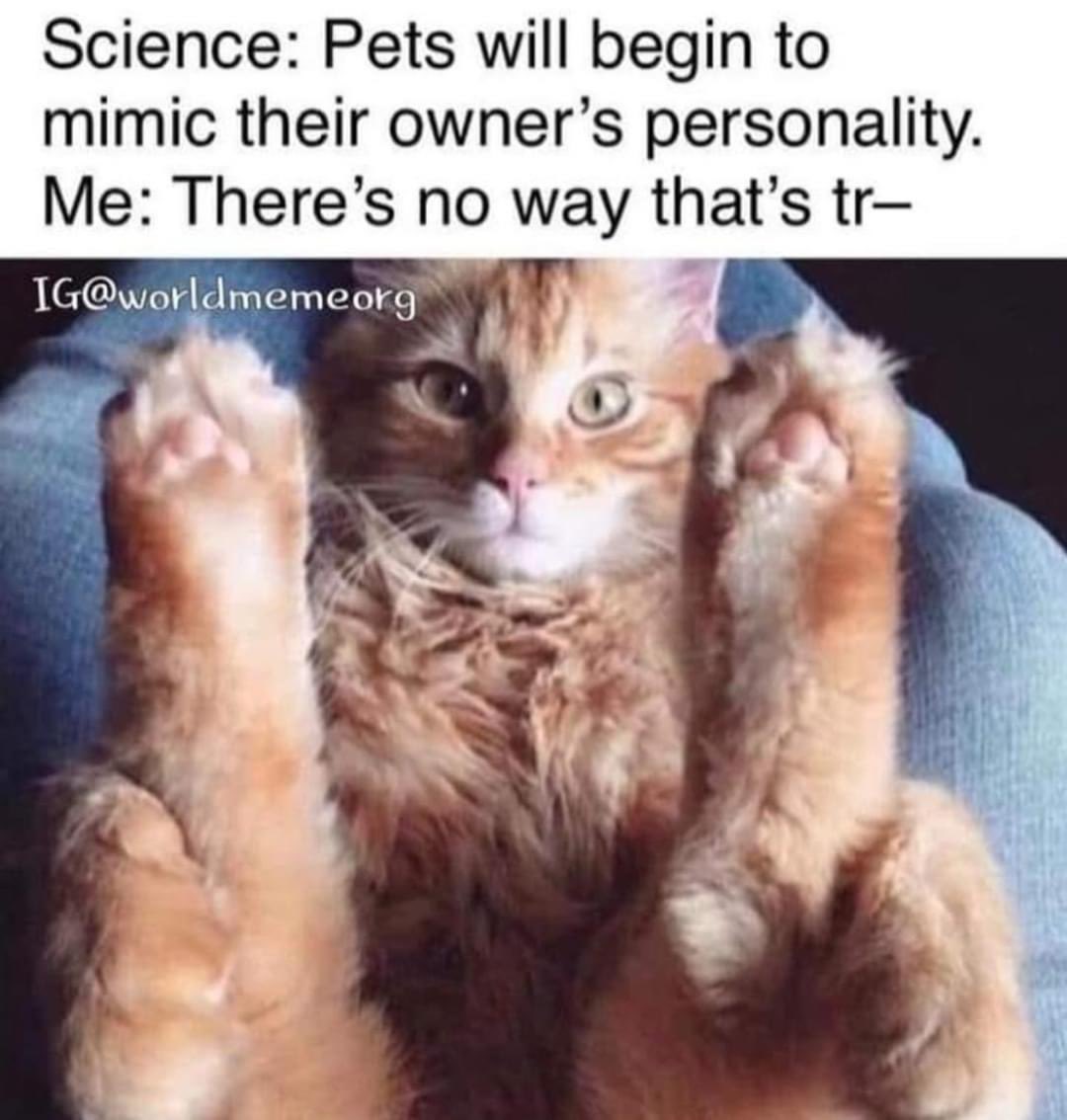 Sarcasticmomma5's tweet photo. Good morning, you sexy fuckers! Hope you have laughs and orgasms, even if by yourself! https://t.co/gLTmSarcn3