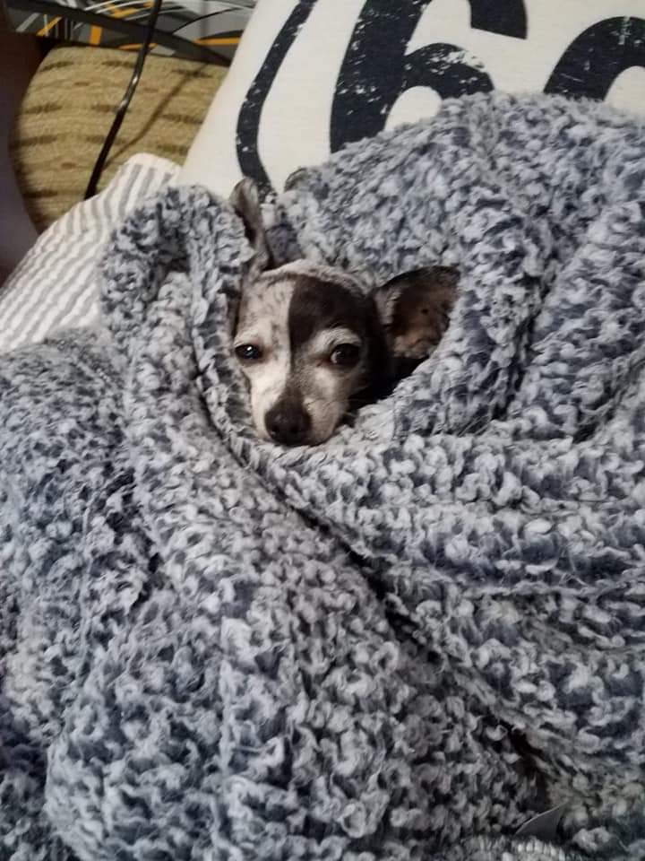 ceedfe's tweet photo. @milkshakegirl22 Sending you a bunch of pics of Pete in a string.  Enjoy!  He likes to go camping in the Airstream and visit his big sister (my daughter) and his "nephews" (her kids).  1/3 https://t.co/eAU4P2t5dV