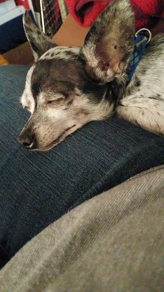 ceedfe's tweet photo. @milkshakegirl22 Sending you a bunch of pics of Pete in a string.  Enjoy!  He likes to go camping in the Airstream and visit his big sister (my daughter) and his "nephews" (her kids).  1/3 https://t.co/eAU4P2t5dV