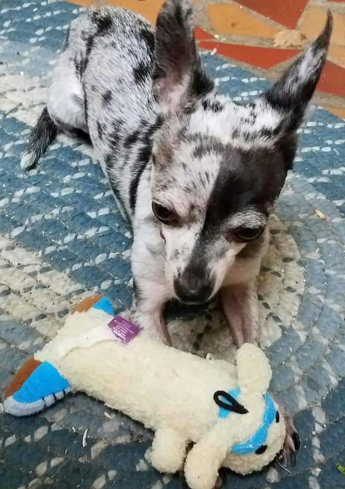ceedfe's tweet photo. I absolutely ❤ the "kiss my grits" pic!  He loves "killing his toys--not sure where the little white toy disappeared.  They are the perfect size!  The spaceship in the upper right is a 1959 light feature.  2/3 https://t.co/xE4NdahKsz