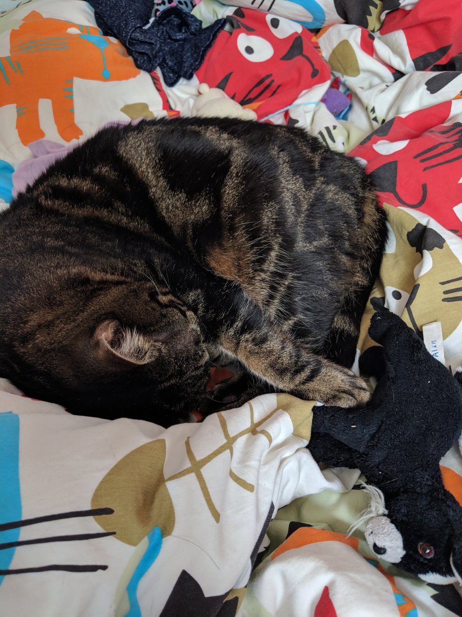 katzemeo's tweet photo. Morning started strong with thoughts of carpe diem... but soon back to status quo and laissez-faire #catnap #siesta #curlupandchill https://t.co/myTnO0rvFh