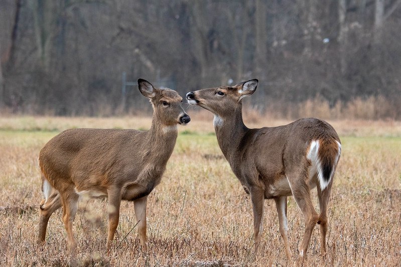 парочка оленей. фото двух оленей. олени дерутся. семейство оленей. два оленя фото.