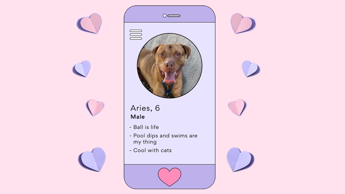 SAVE THE DATE: You + the adorable rescue pets at <a href="/PeggyAdamsARL/">Peggy Adams ARL</a>. We’re donating 1 lb. of pet food and supplies for everyone that tunes in - up to 10,000 lbs! Join us on TikTok Live, 02/14 at 4PM ET/1PM PT and share the 💖. #ChewyGivesBack