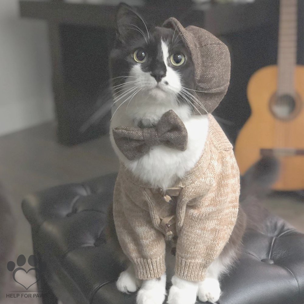 HelpForPawsUK's tweet photo. Ok... This cat dresses better than me 😳
https://t.co/eOHnCAhyJF https://t.co/Ht8zb7Nd8z