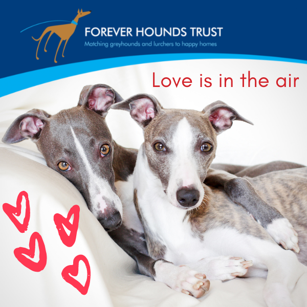 forever hounds trust shop