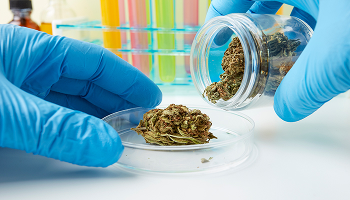 The medical community continues to voice the medical benefits of #cannabis. What do we need to know? bit.ly/34v4o5r #Rheumatology #RheumTwitter
