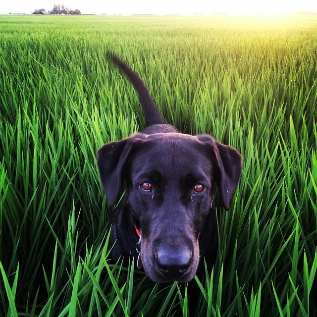 Every ranch is made better with a dog, and Drake has our hearts. He'll always be our Valentine. 😍 

Drake is also a savvy shopper, and knows how to stock the pantry - he loads up on our rice, beans and popcorn at trueoriginfoods.com #growingdelicious