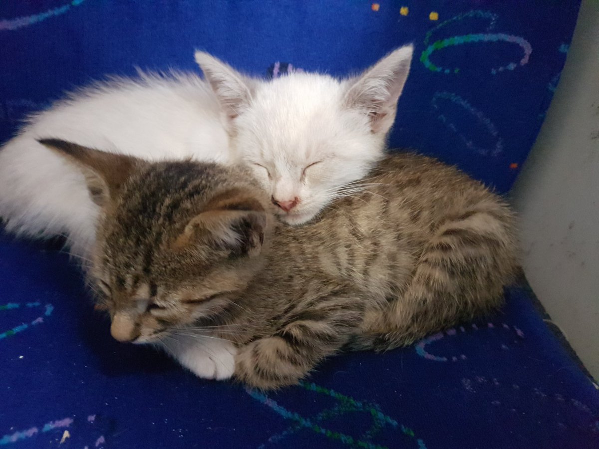 _Hiroshima_'s tweet photo. @fabis_bt Pinches notificaciones inservibles, mejor les muestro unos gatitos dormilones :3 https://t.co/ix7Yy0Y2Dz