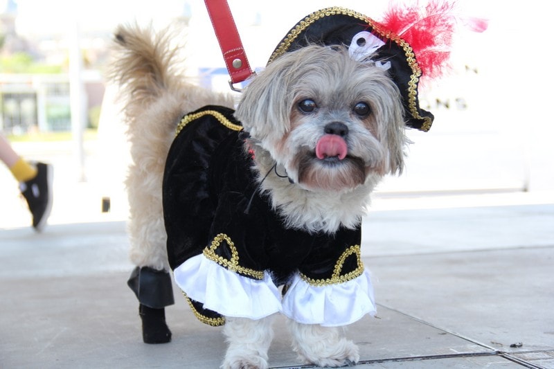 MyQ105's tweet photo. Heading to Tampa! Busy day today for this pooch. Bark in the Park costume contest at Curtis Hixon Park from 11-4. Then a party with Jerry Springer tonight at the Sant' Yago #KnightParade in #Ybor!
#HSTB #barkinthepark #tampa #barkintheparktampa
https://t.co/P7QYJyUxD1 https://t.co/lX9Eq7nXY5