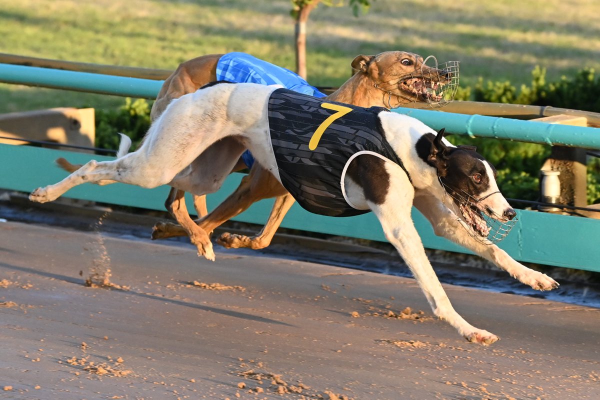 champ greyhound coats