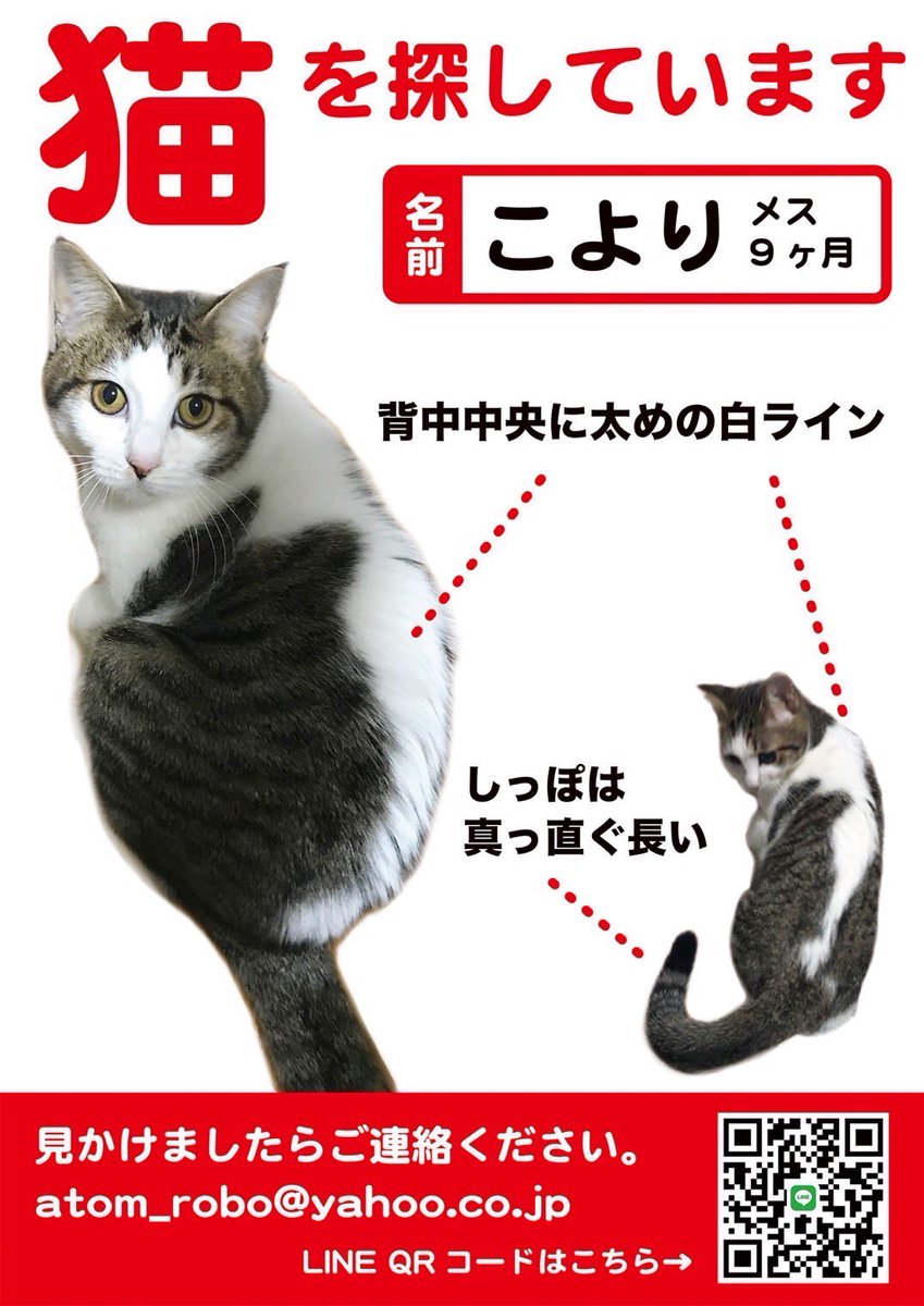 r_o_h_i_s_a_m_a's tweet photo. 友人の迷い猫ちゃんです。
学芸大学西口駒沢通り近辺です。
少しでも情報ありましたら是非！ https://t.co/ZPNfAF72Mx