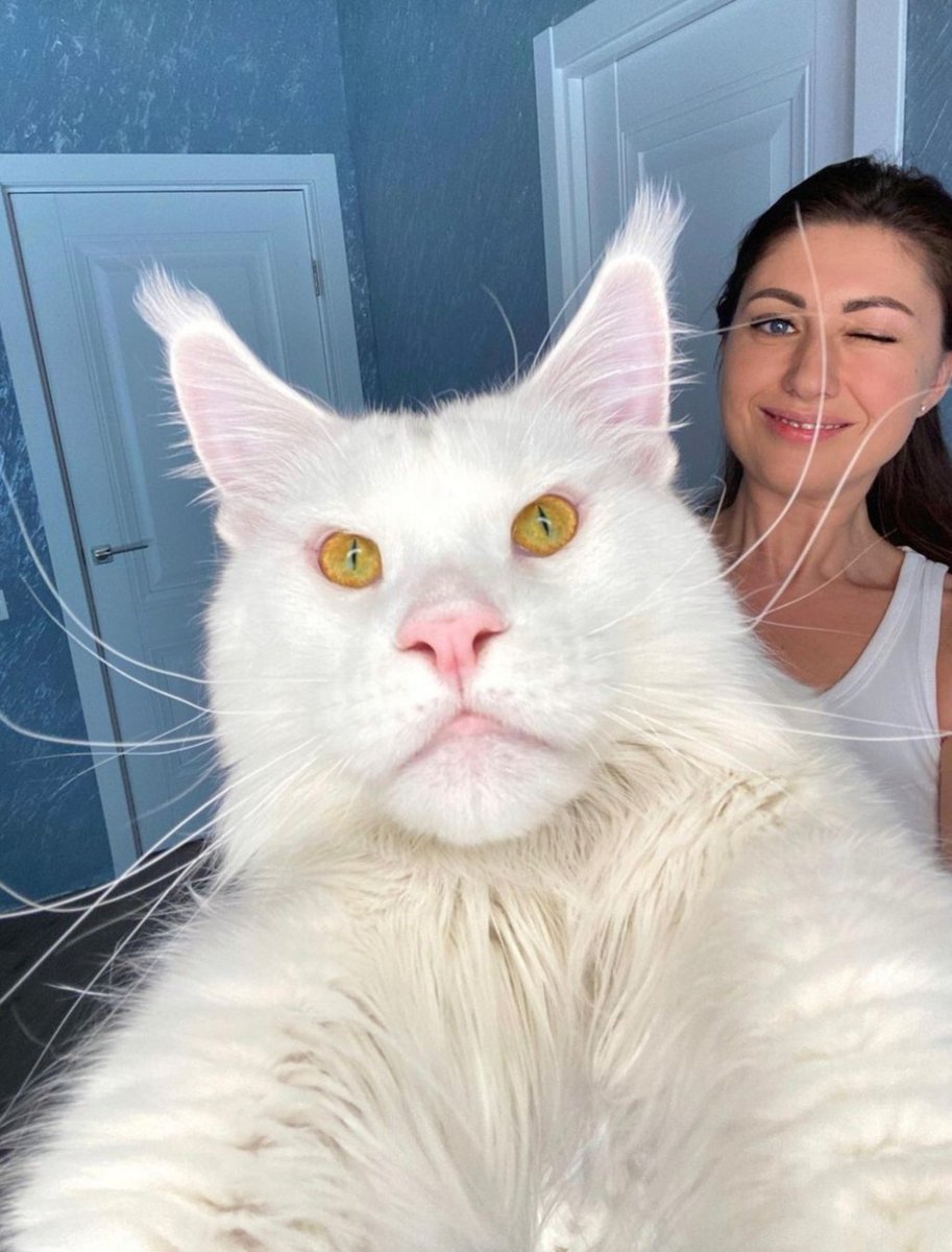 CatsFanus's tweet photo. Crazy or no? 😲 https://t.co/fDdiYI8m1h