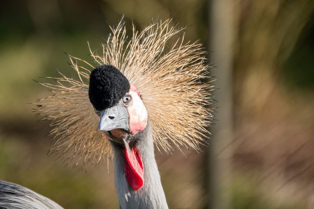 What are you looking at? #sonyrx10IV #dierenfotografie