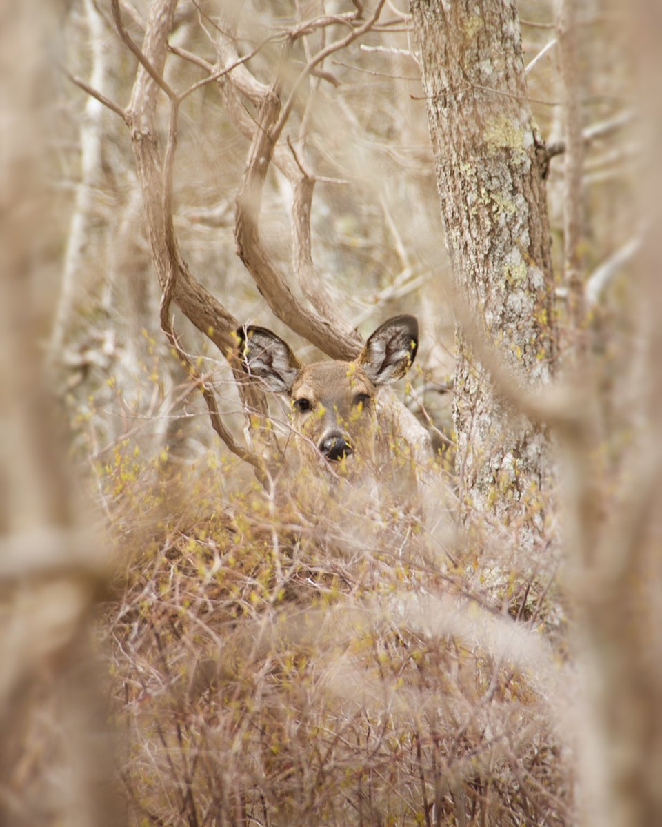 EightCattails's tweet image. Sometimes the perfect opportunity presents itself. Prints available. 
#deer #wildlife #newengland #forest #photography